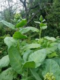 Nicotiana rustica