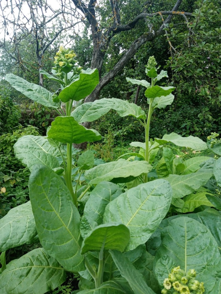 Изображение особи Nicotiana rustica.