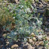 Eryngium maritimum