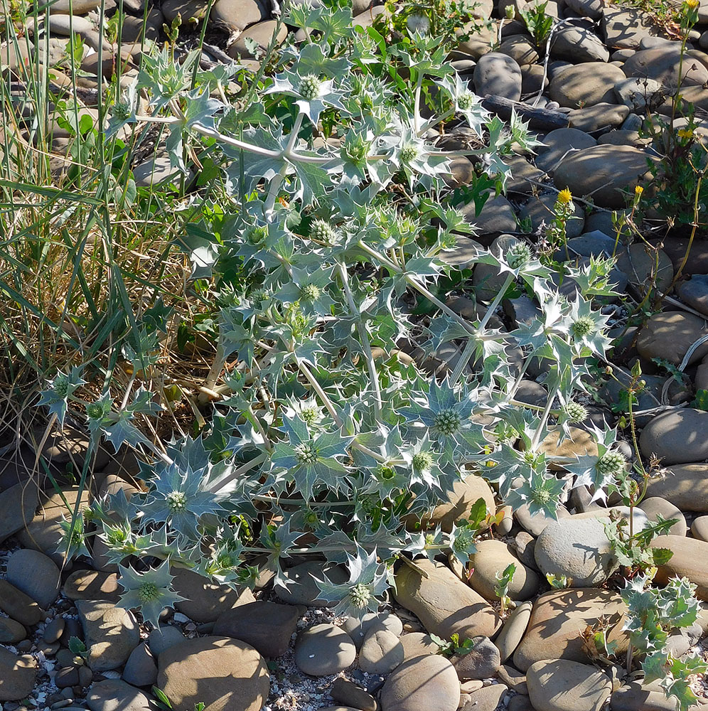 Image of Eryngium maritimum specimen.