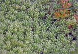 род Sedum