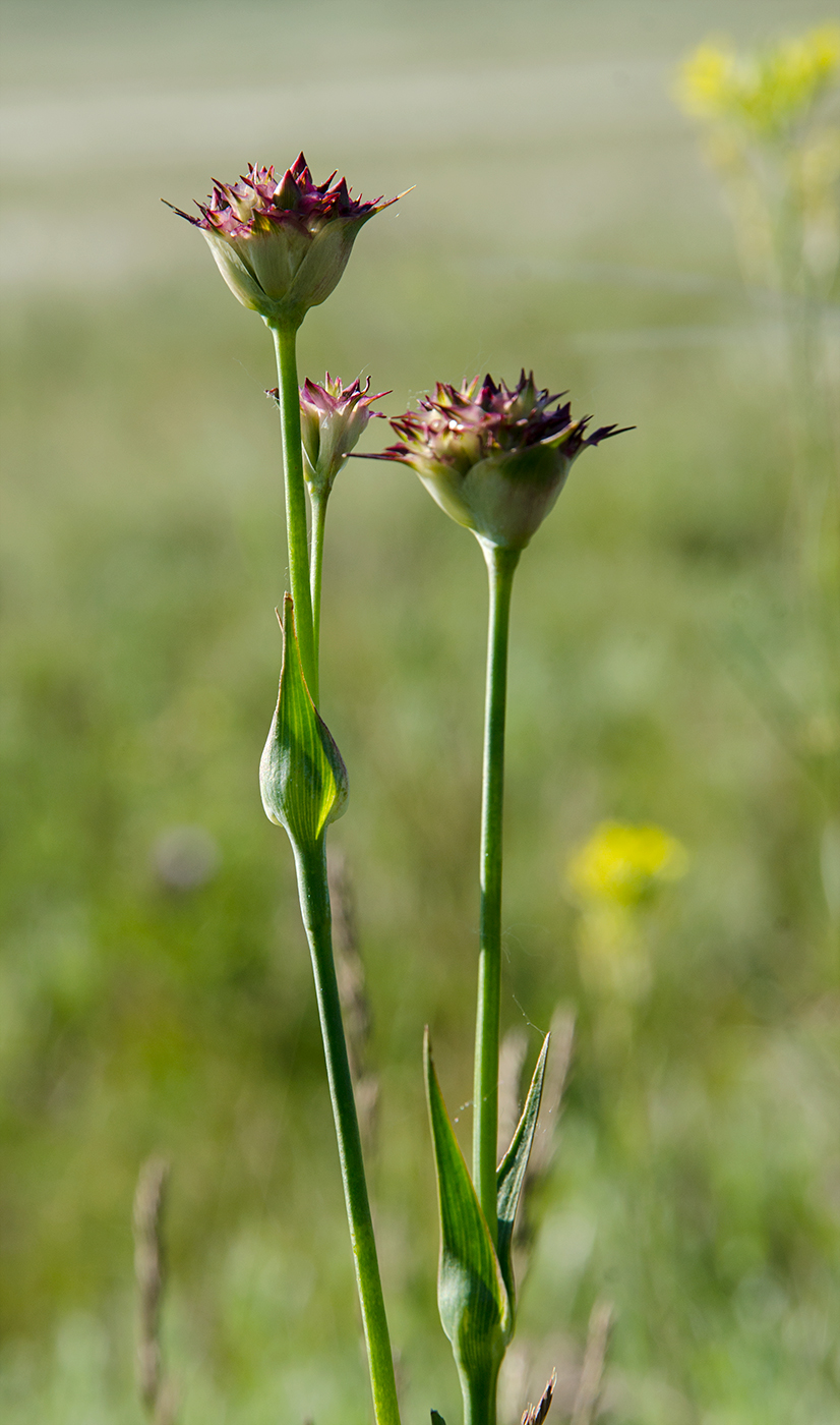 Image of Dianthus andrzejowskianus specimen.