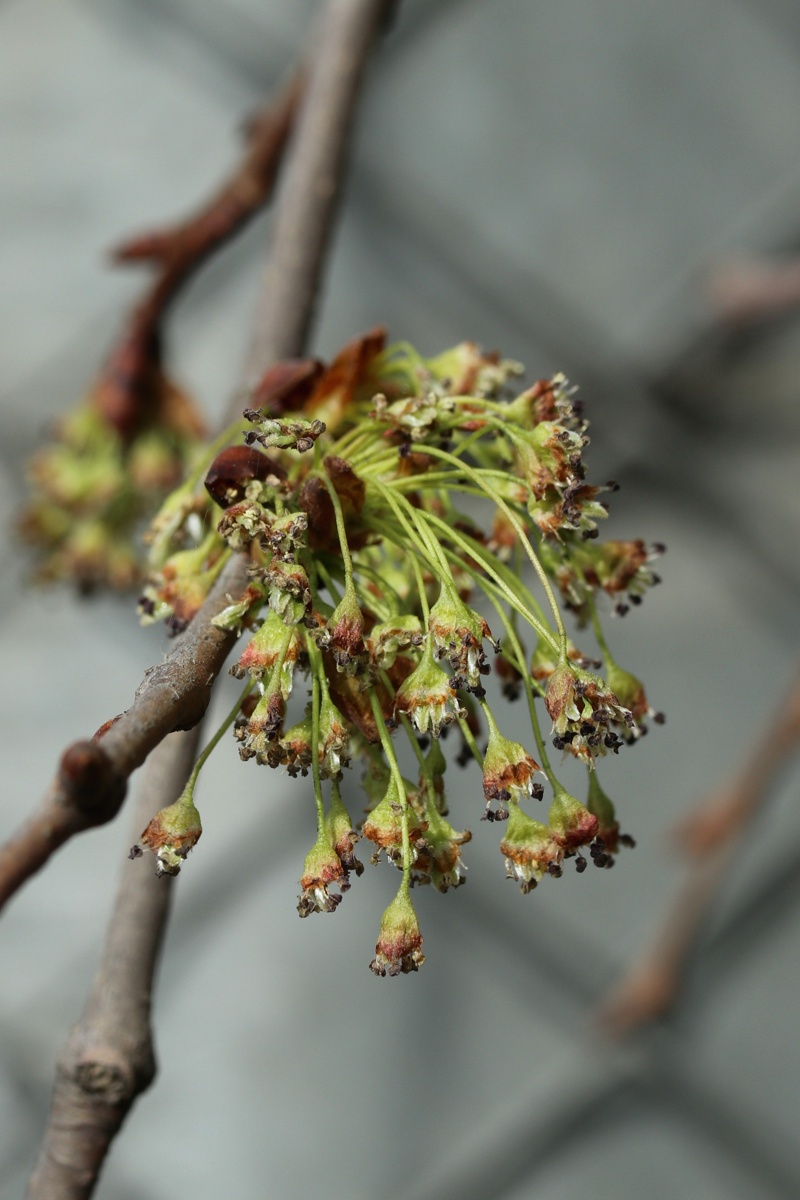 Image of Ulmus laevis specimen.
