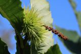 View full-size image Castanea sativa
