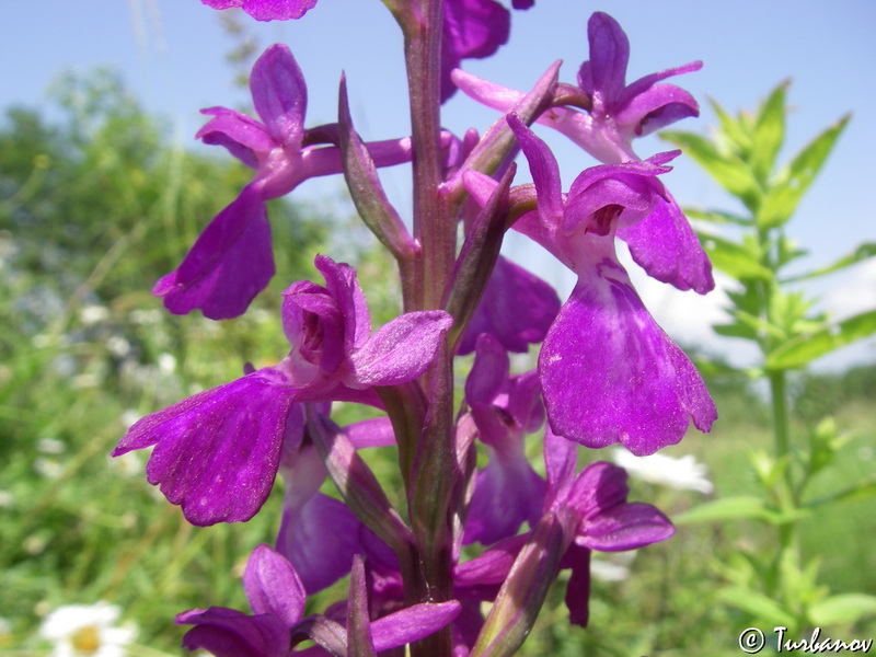 Image of Anacamptis laxiflora ssp. elegans specimen.