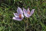 View full-size image Crocus pallasii