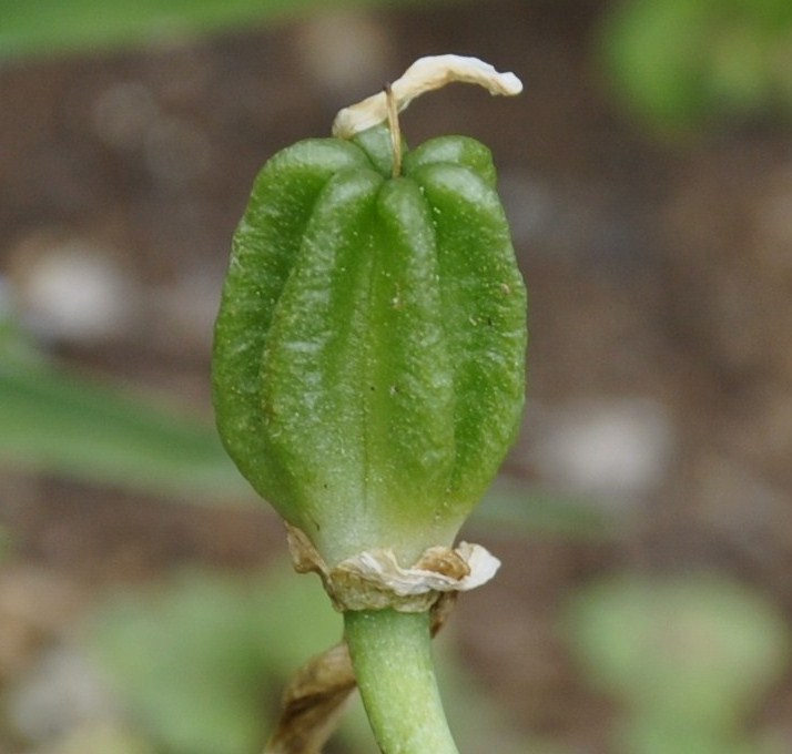 Image of Ornithogalum wiedemannii specimen.