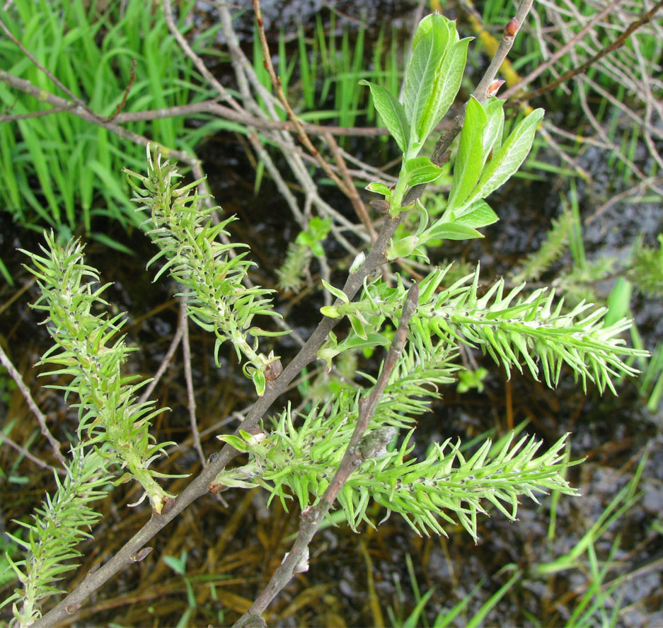 Image of Salix &times; puberula specimen.