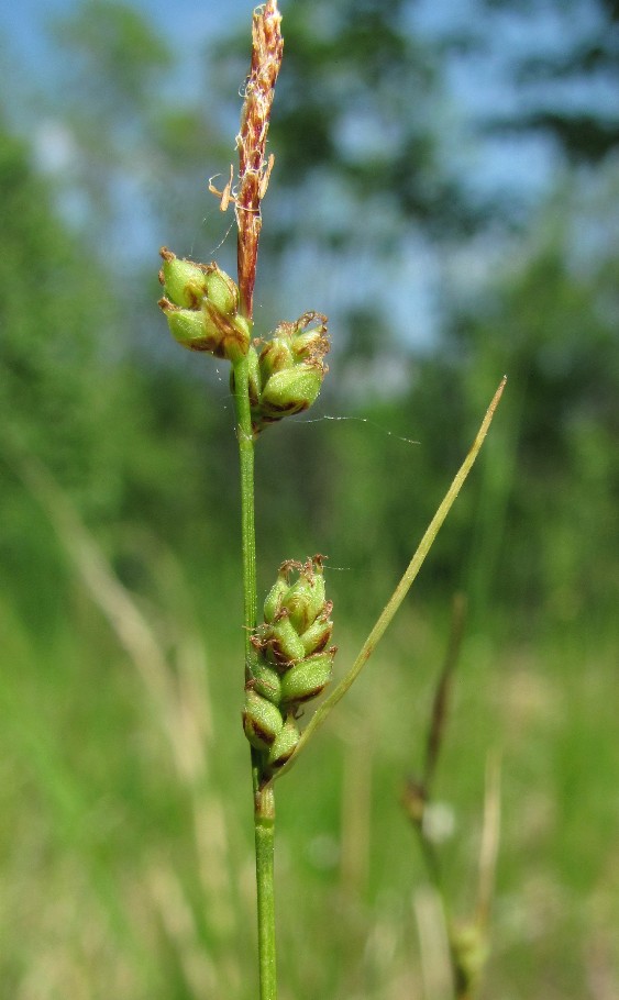 Image of Carex globularis specimen.