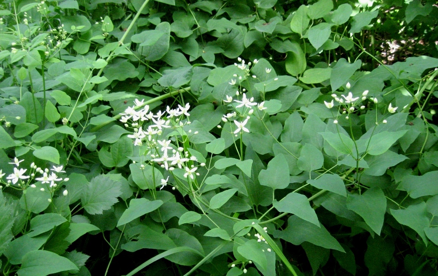 Image of Clematis recta specimen.