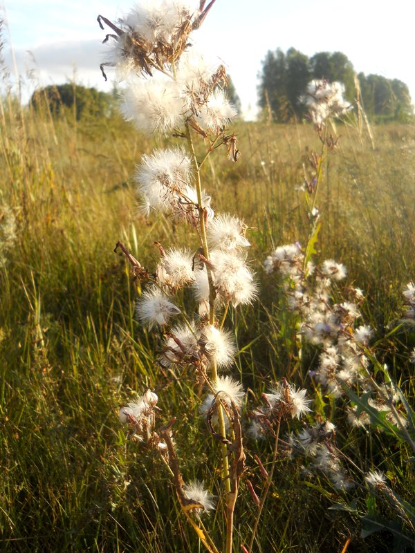 Image of Lactuca tatarica specimen.