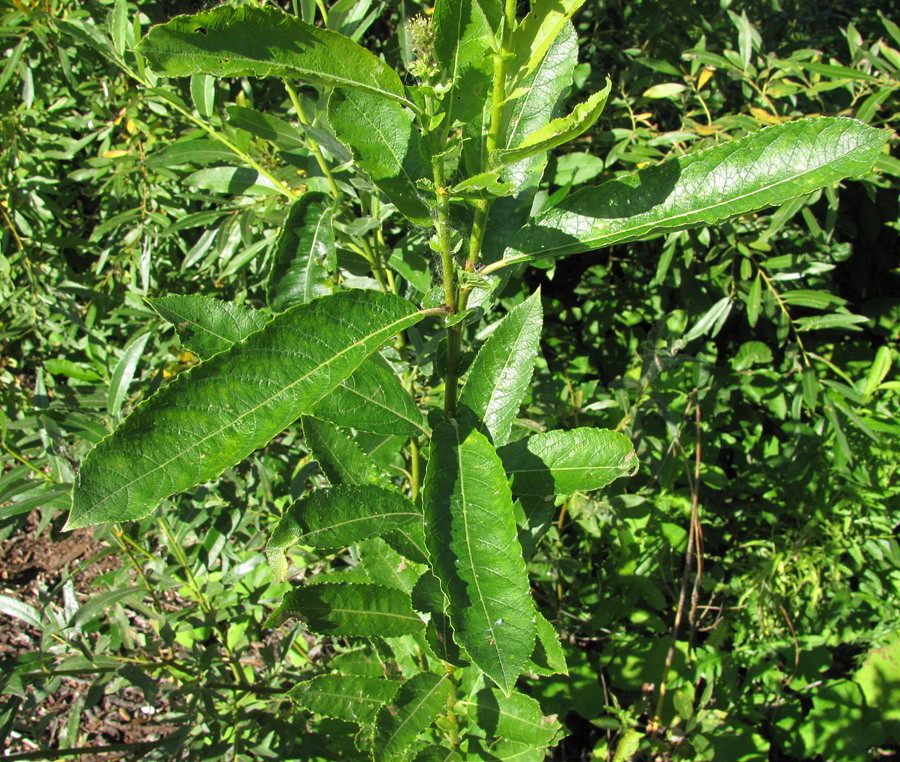 Image of Salix &times; tetrapla specimen.