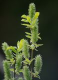 Salix myrsinifolia. Побег с соплодиями. Московская обл., Раменский р-н, окр. дер. Хрипань, окраина поля у ж/д платформы. 08.05.2011.