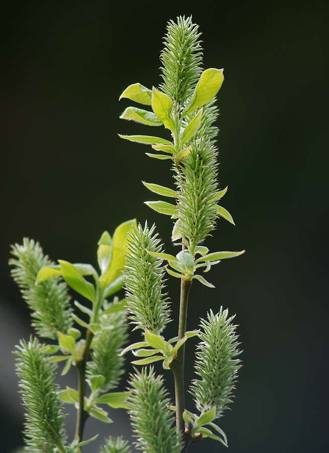 Image of Salix myrsinifolia specimen.