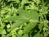 Filipendula ulmaria ssp. denudata