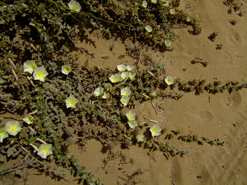 Image of Convolvulus secundus specimen.