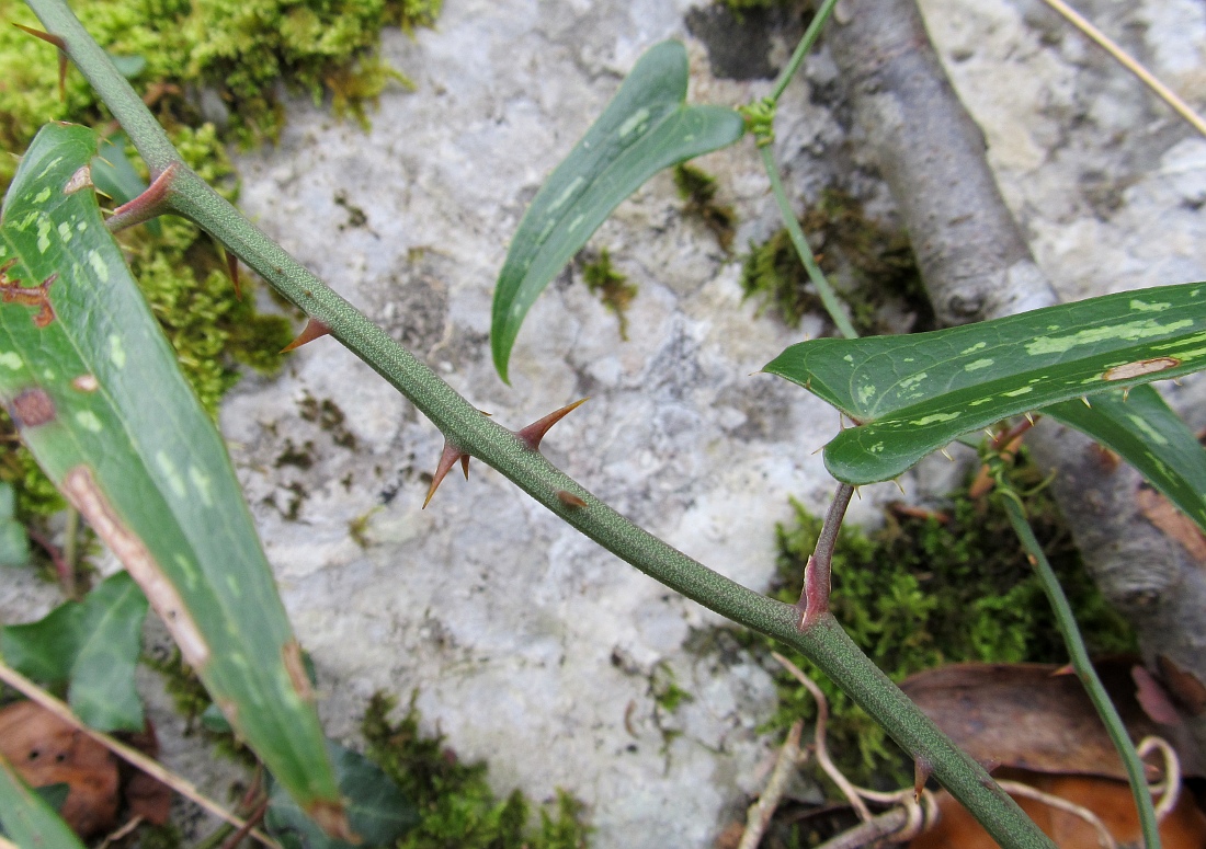 Image of Smilax aspera specimen.