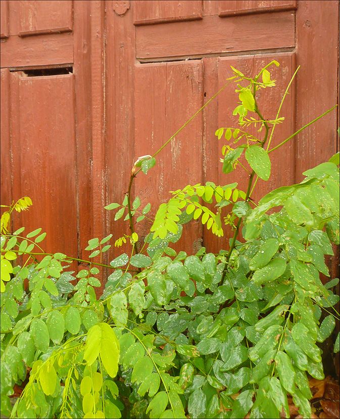 Image of Robinia pseudoacacia specimen.