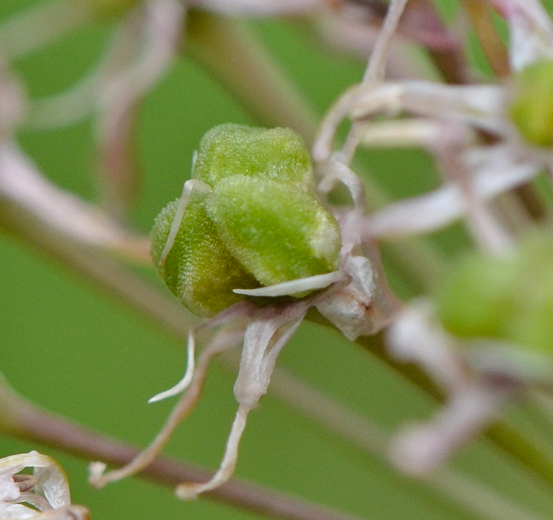 Image of Allium tel-avivense specimen.