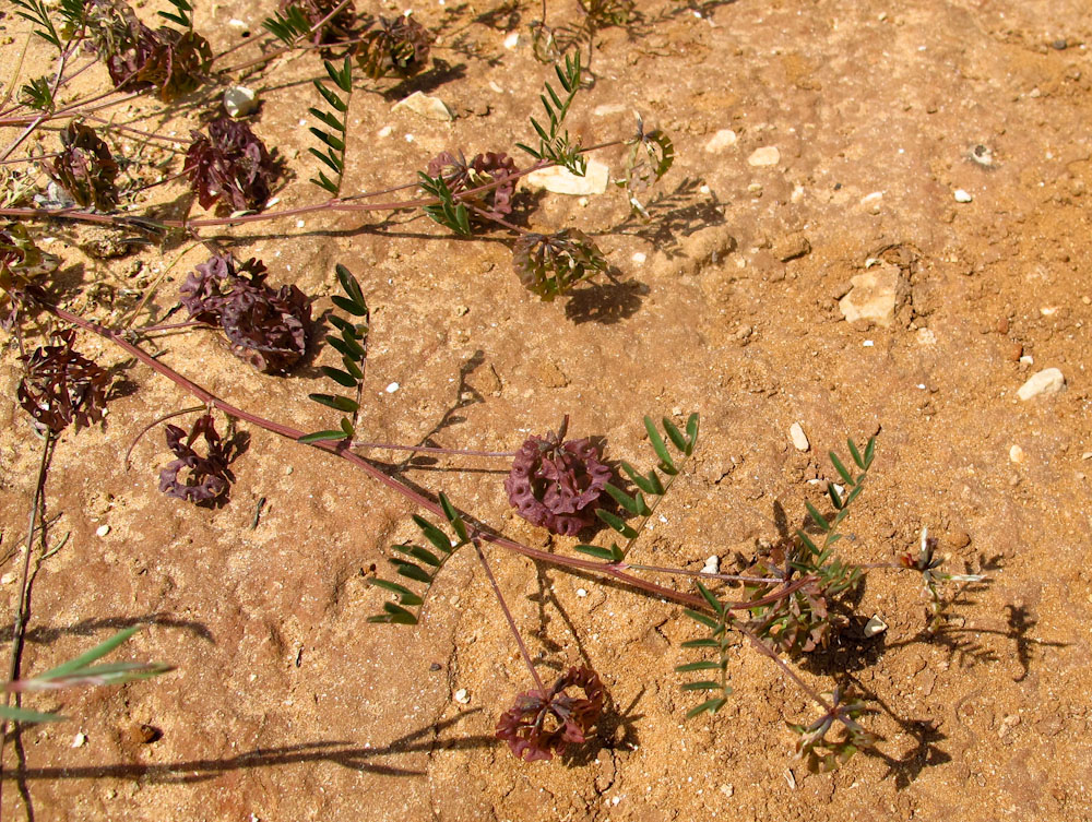 Изображение особи Hippocrepis multisiliquosa.