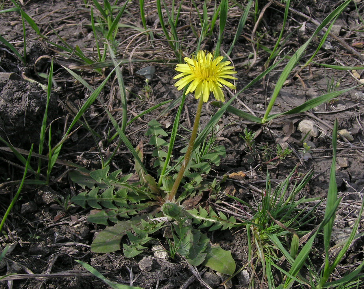 Изображение особи род Taraxacum.