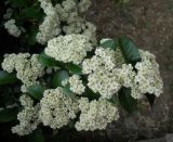 genus Pyracantha. Соцветия и листья. Крым, Ялта, в культуре. 20 мая 2012 г.