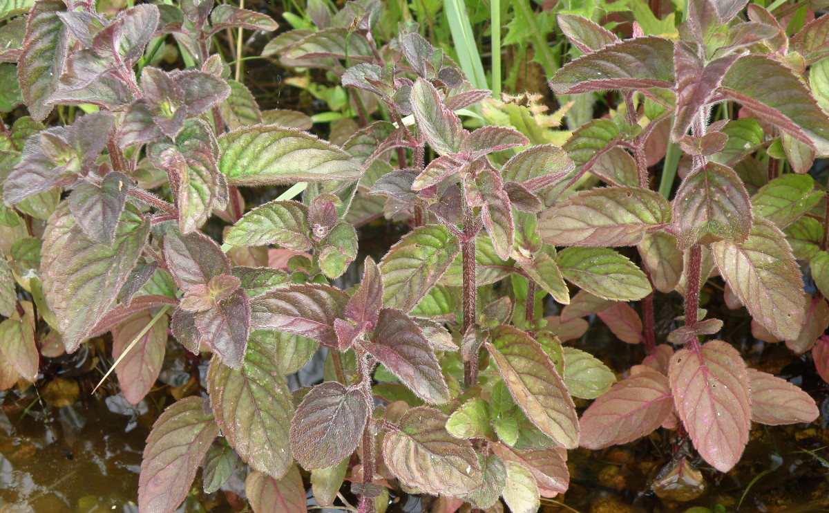 Image of Mentha aquatica specimen.