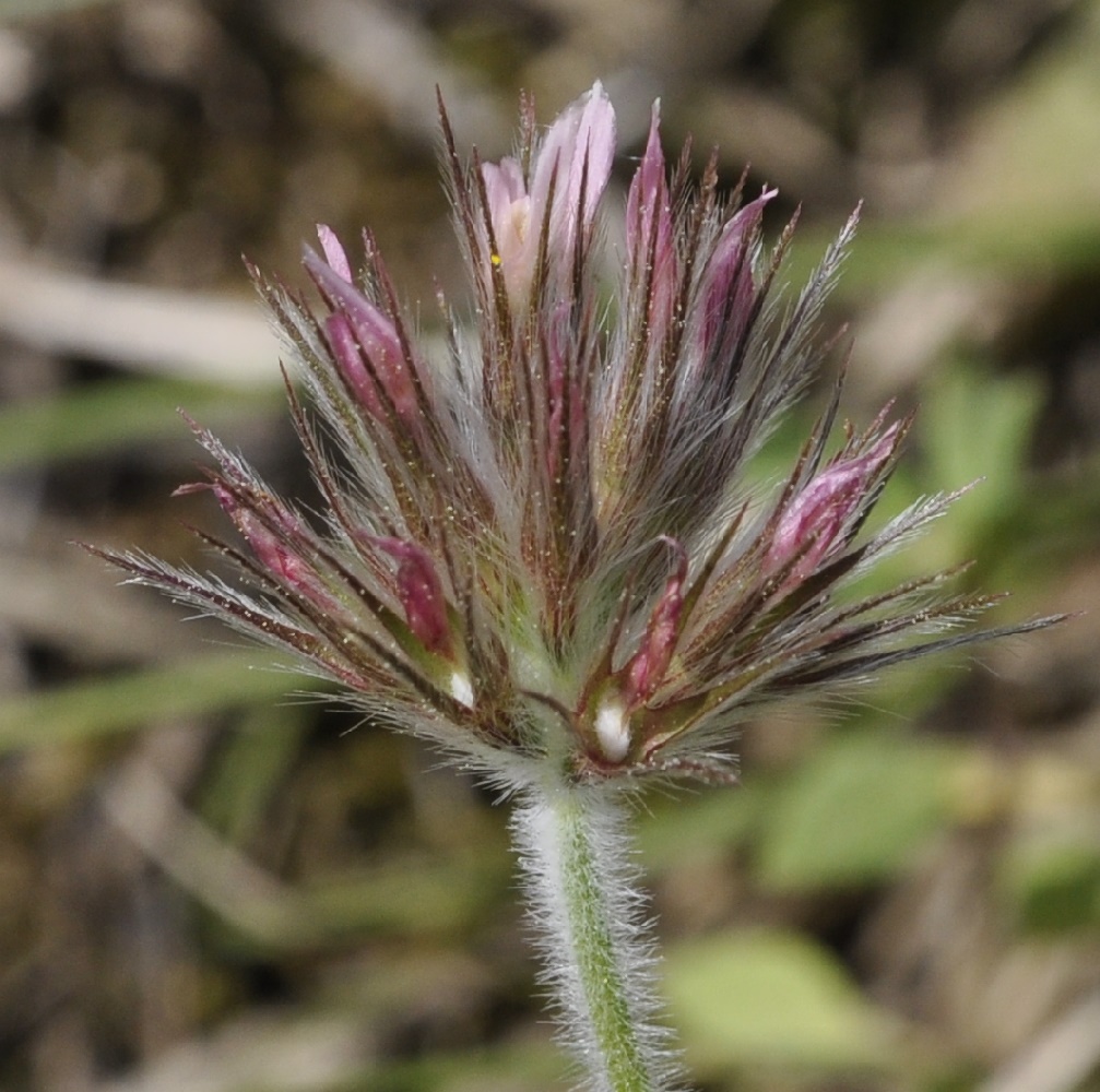 Image of Trifolium stellatum specimen.