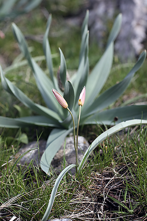 Изображение особи Tulipa bifloriformis.