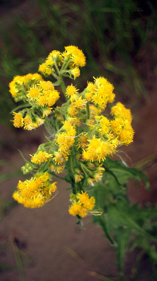 Image of Tephroseris palustris specimen.