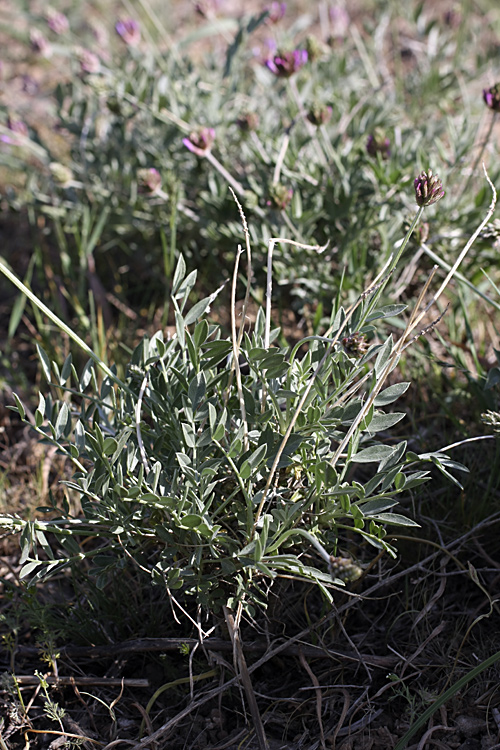 Изображение особи род Astragalus.