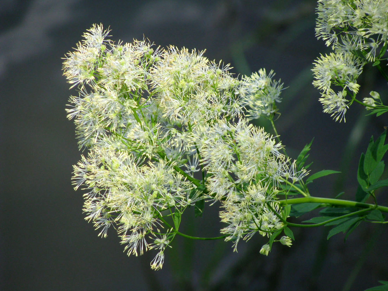 Изображение особи Thalictrum flavum.