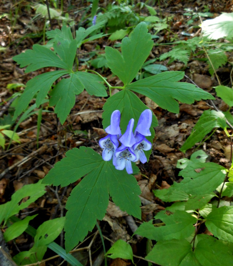 Image of Aconitum axilliflorum specimen.