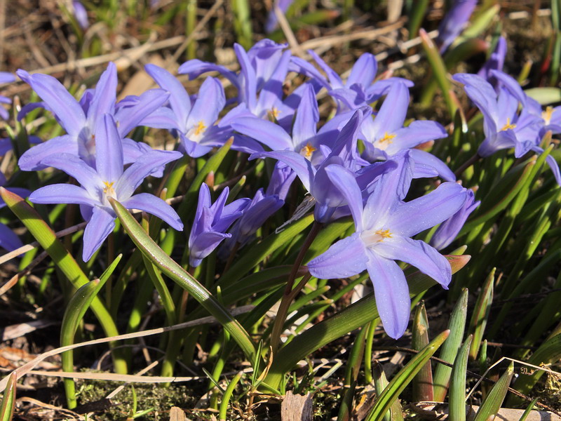 Image of Chionodoxa luciliae specimen.