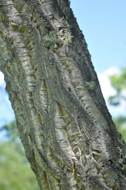 Image of Phellodendron amurense specimen.