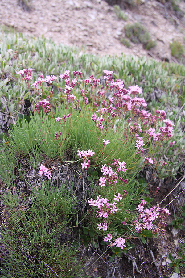 Изображение особи Gypsophila patrinii var. caespitosa.