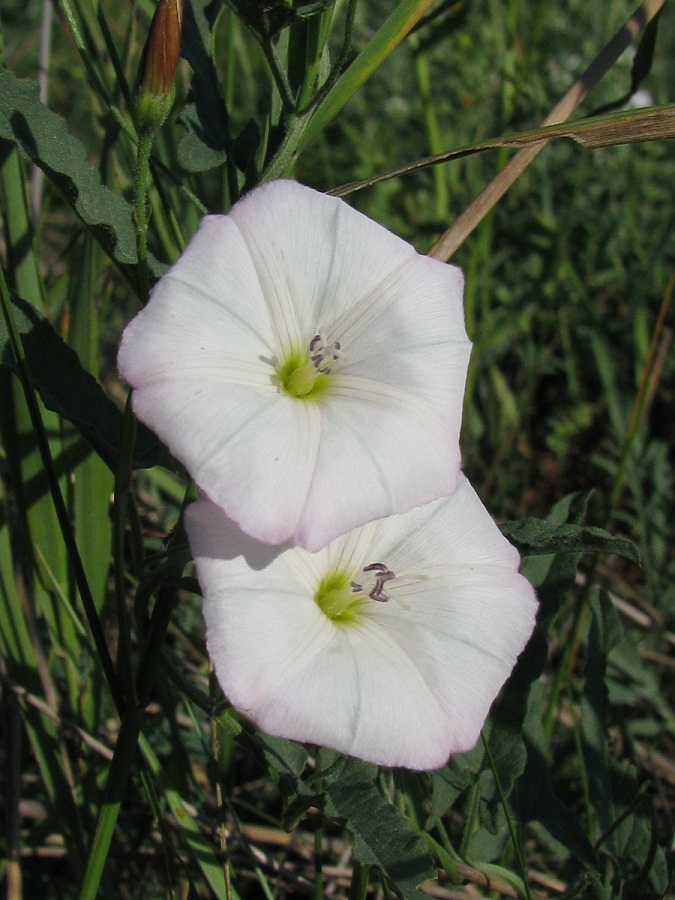 Изображение особи Convolvulus arvensis.