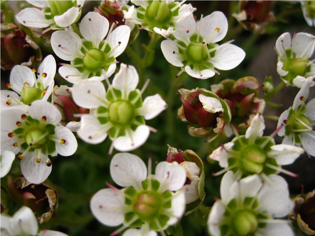 Изображение особи Micranthes merkii.