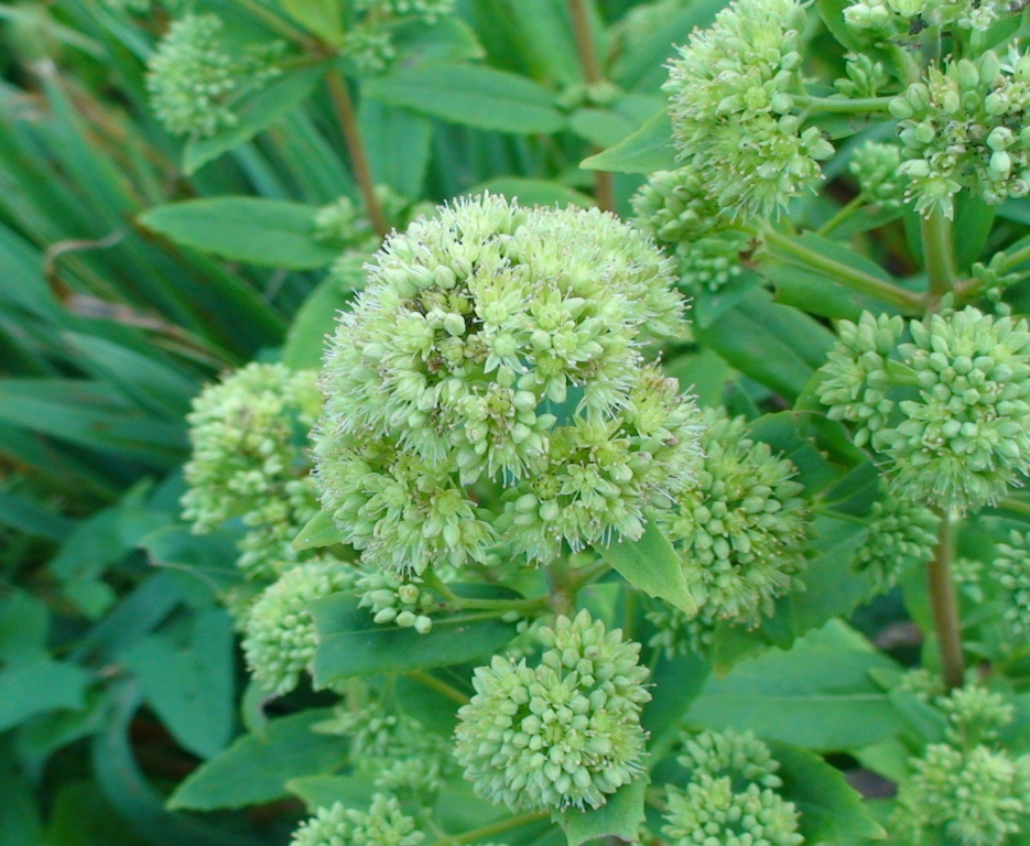 Image of Hylotelephium pallescens specimen.