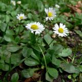 Bellis perennis. Цветущие растения на газоне. Испания, Страна Басков, провинция Гипускоа, г. Сан-Себастьян, парк. 18.07.2012.