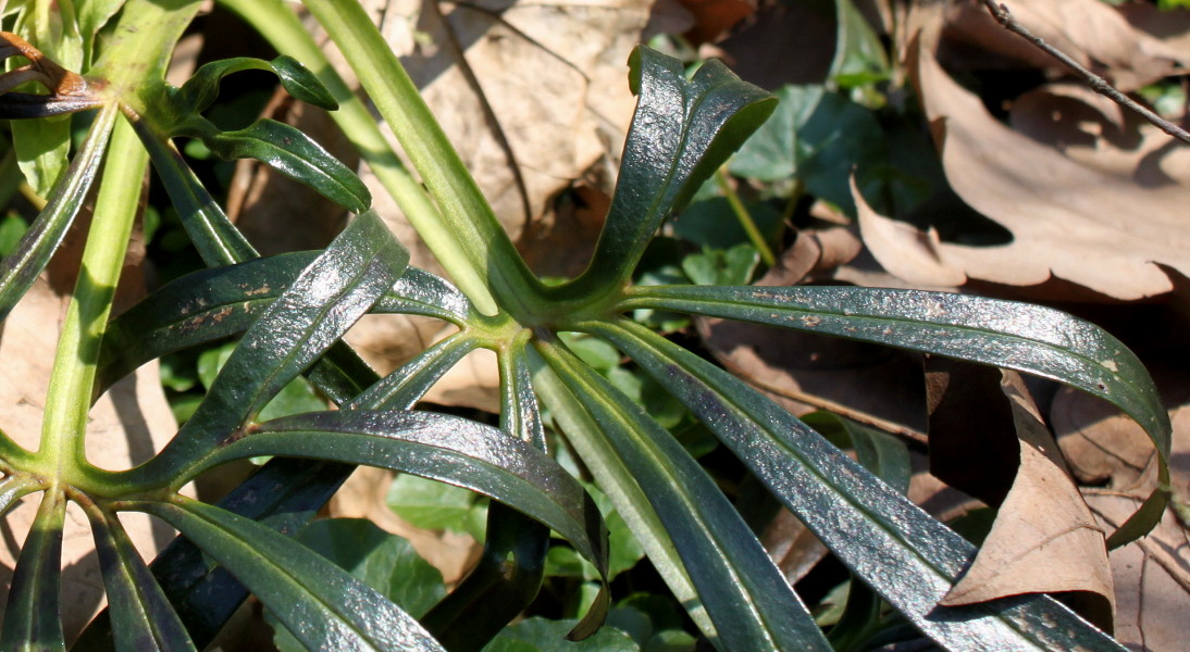 Image of Helleborus foetidus specimen.