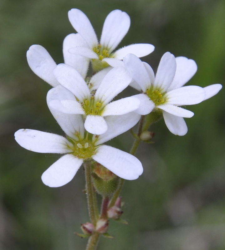 Image of Saxifraga bulbifera specimen.