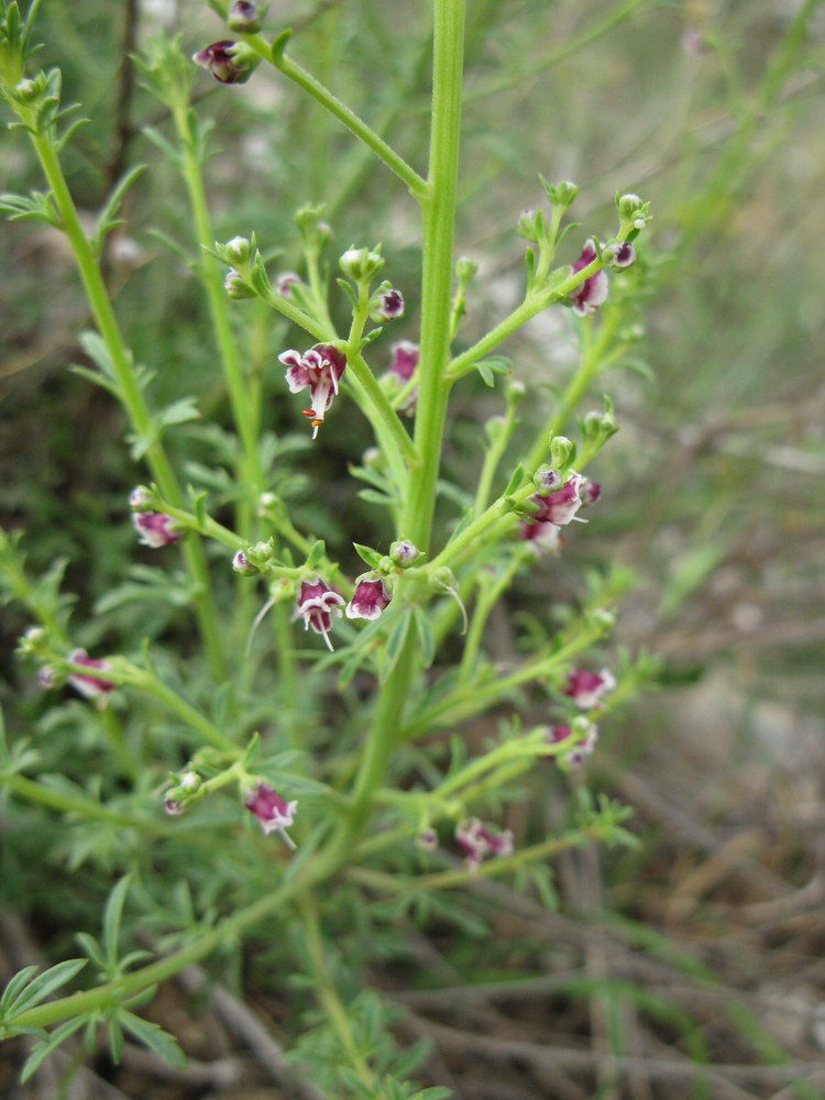 Изображение особи Scrophularia bicolor.