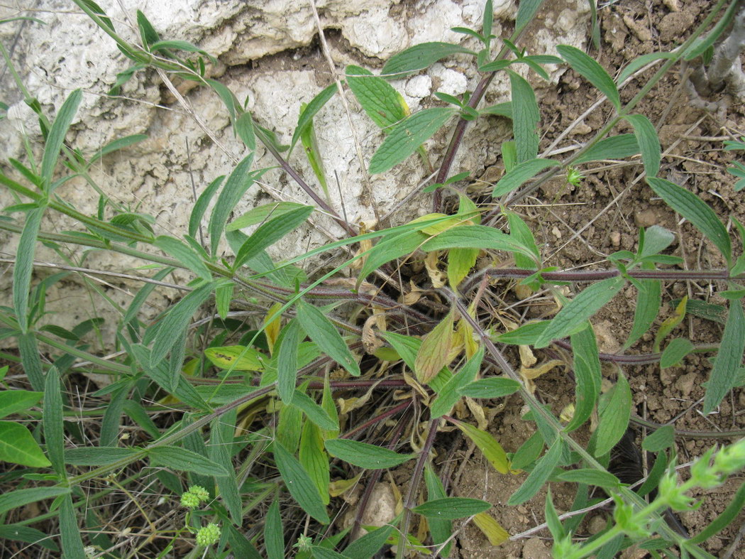 Изображение особи Stachys recta.