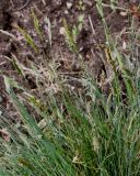 Festuca pallens. Соцветия. Германия, г. Krefeld, Ботанический сад. 10.06.2013.