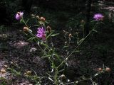 Centaurea подвид substituta