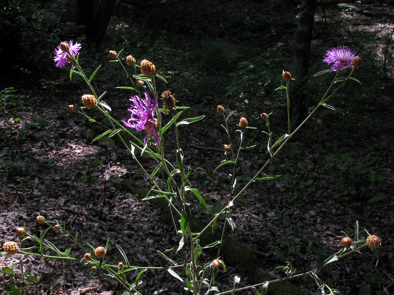 Image of Centaurea jacea ssp. substituta specimen.