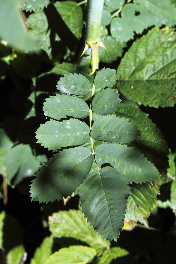 Image of Rosa beggeriana specimen.