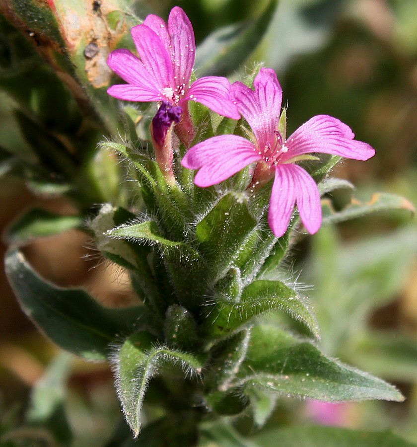 Изображение особи род Epilobium.