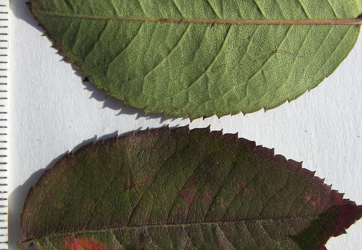 Image of Rosa afzeliana specimen.